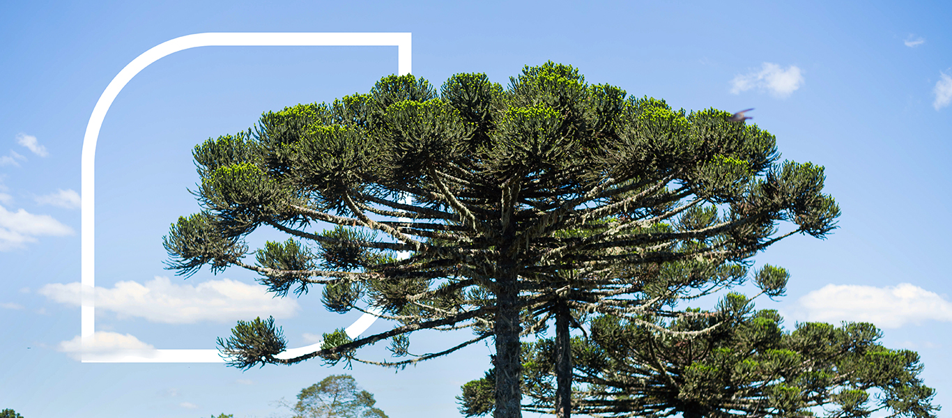 El bosque nativo de Araucarias en Misiones no puede esperar