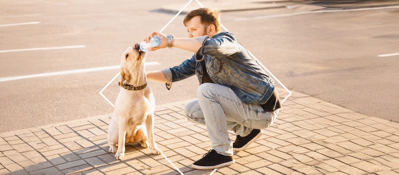 Cómo Proteger tus Mascotas del Calor del Verano: Consejos y cuidados