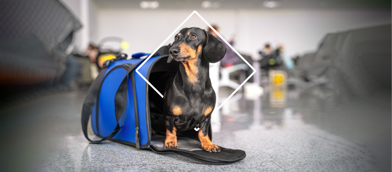 4 Tips para viajar con mascotas: seguridad y comodidad