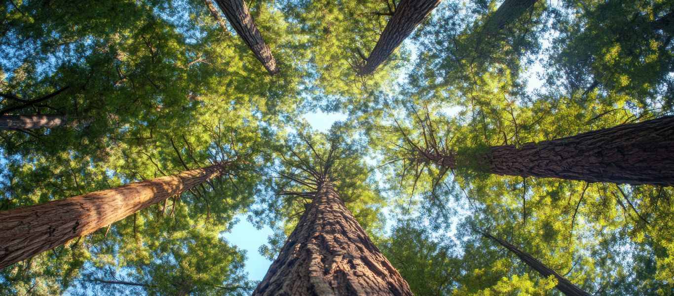 Por qué proteger los bosques nativos también es cuidar el futuro